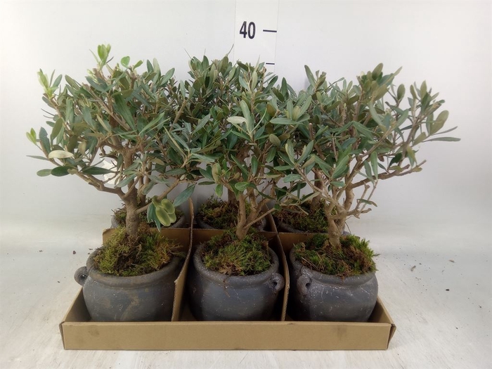<h4>Arr.   Tuinplanten L%</h4>