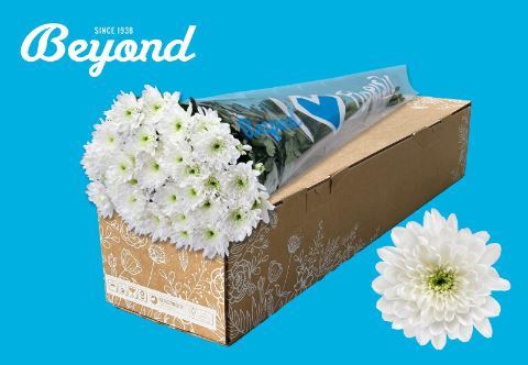 <h4>Chrysanthemum TR 'Baltica'</h4>