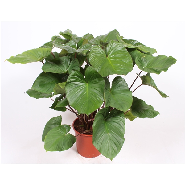 <h4>Homalomena rubenscens 'Maggy'</h4>