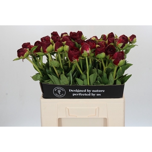 Paeonia Old Faithful
