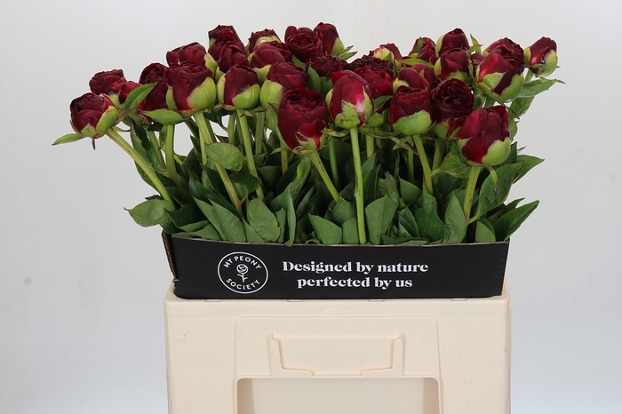 <h4>Paeonia Old Faithful</h4>