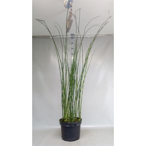 Equisetum hyemale