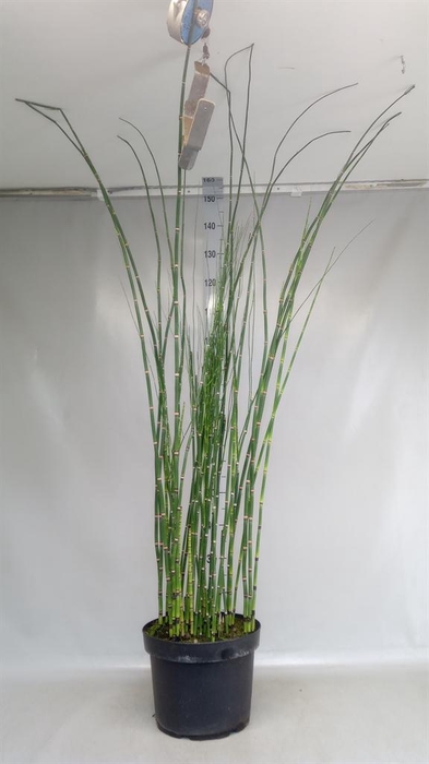 <h4>Equisetum hyemale</h4>