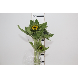 GIRASSOL 070 CM