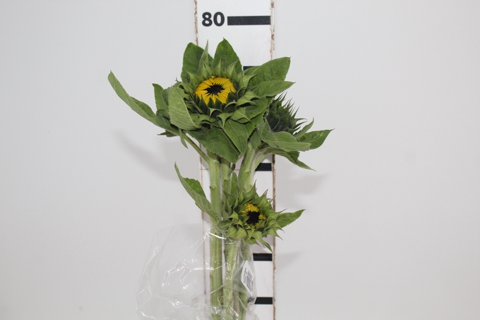 <h4>GIRASSOL 070 CM</h4>