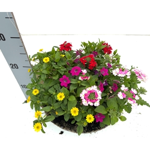 PERKPL GEM IN POT