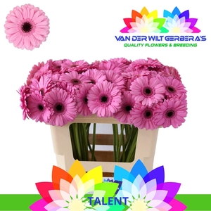 Germini Talent Water