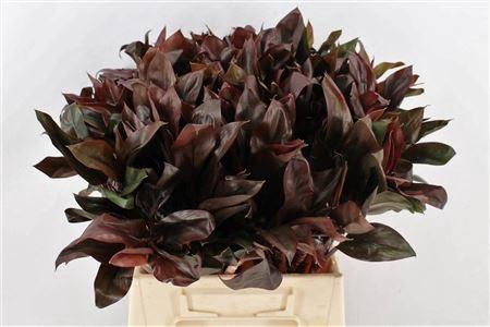 <h4>CORDYLINE PURPLE COM</h4>