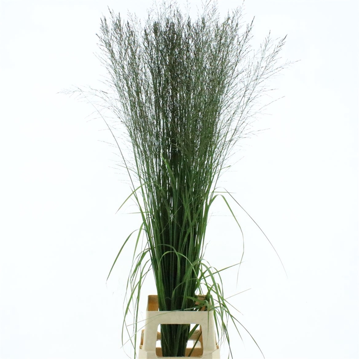 <h4>Siergras Molinia Transparant</h4>
