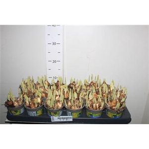 ** Narc O Tete A Tete * Winter Promo **