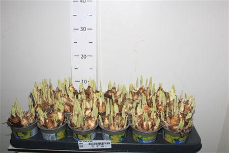 ** Narc O Tete A Tete * Winter Promo **