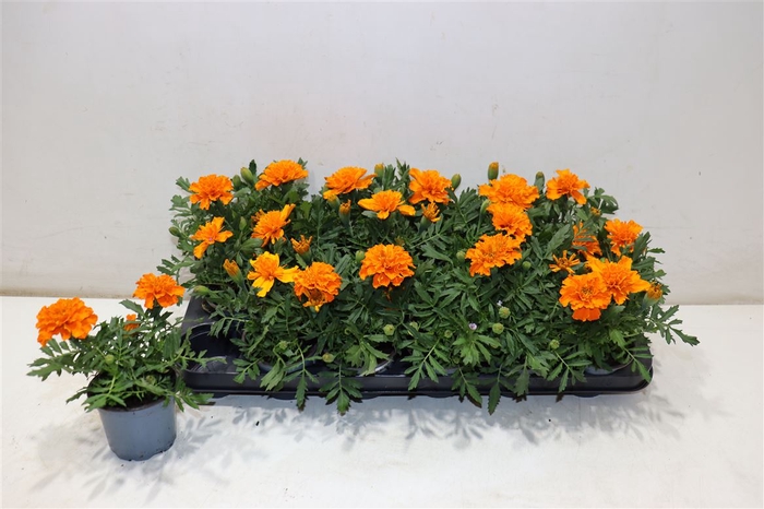 <h4>Tag Ov Orange</h4>