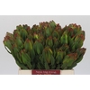 Leucadendron Laurel Yellow
