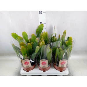 Epiphyllum   ...