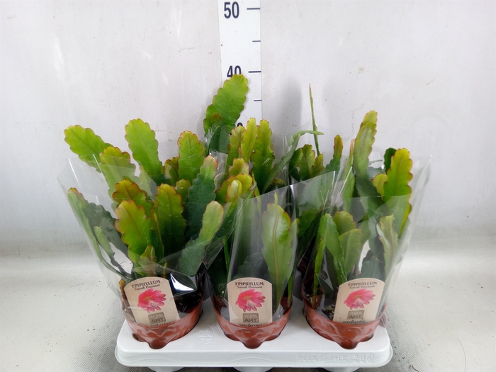 <h4>Epiphyllum   ...</h4>