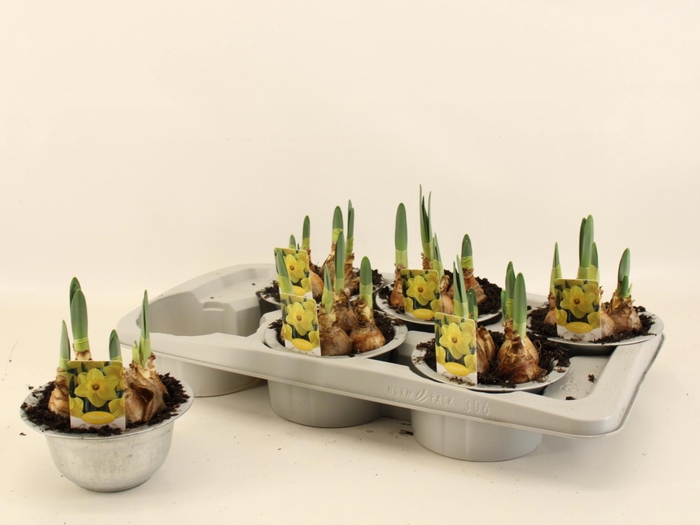 <h4>NARC T LUCKY NUMBER</h4>