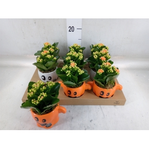 Arr.   Planten L%