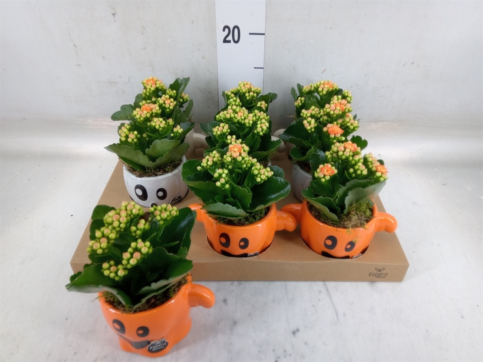 <h4>Arr.   Planten L%</h4>