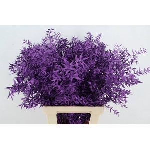 DF Ruscus 70cm Bs Dark Lilac