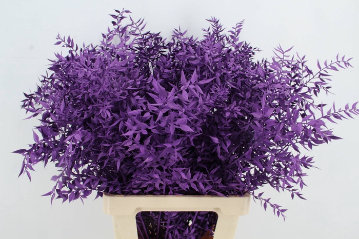 <h4>DF Ruscus 70cm Bs Dark Lilac</h4>