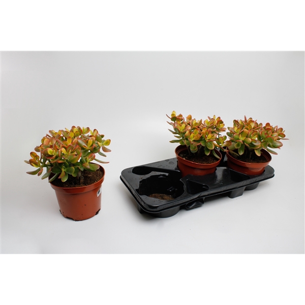 <h4>Crassula Ovata Sunset</h4>