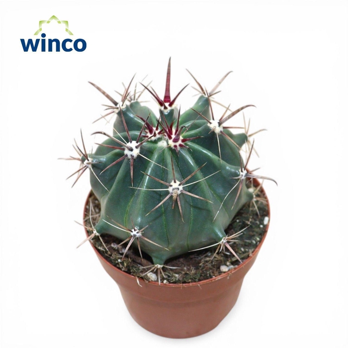 <h4>Ferocactus Horridus</h4>
