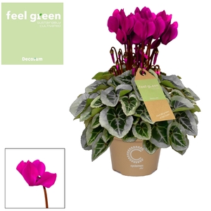 Cyclamen SS Picasso Violet FEEL GREEN Decorum