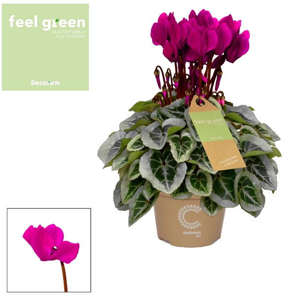 <h4>Cyclaam Picasso Violet Feel Green</h4>