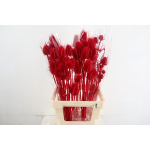 DF Dipsacus Red Bs 130g