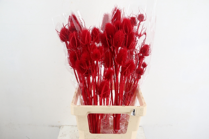<h4>DF Dipsacus Red Bs 130g</h4>
