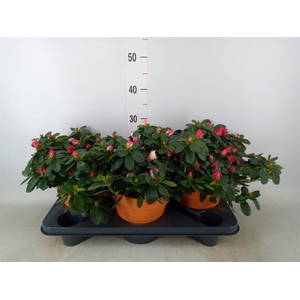 Rhododendron sim. 'Hellmut V' .mix5