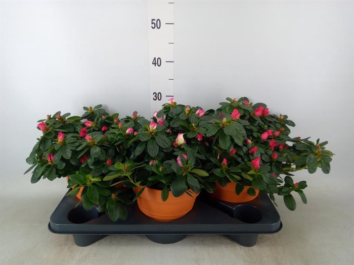 <h4>Rhododendron sim. 'Hellmut V' .mix5</h4>