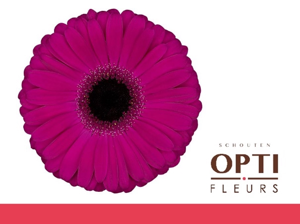 <h4>Gerbera Aladin Water</h4>