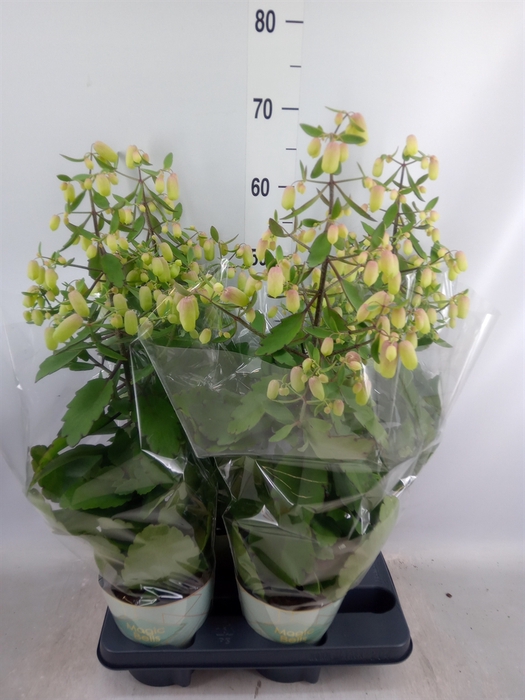 <h4>Kalanchoe  'Magic Bell'</h4>