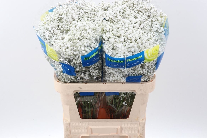 <h4>Gypsophila panic. 'Cosmic'</h4>
