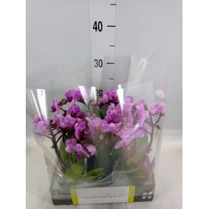 Phalaenopsis multi.   ...rose