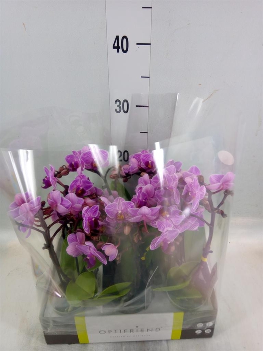 <h4>Phalaenopsis multi. ...rose</h4>