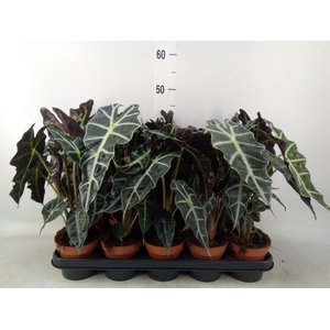 Alocasia amazonica 'Polly'