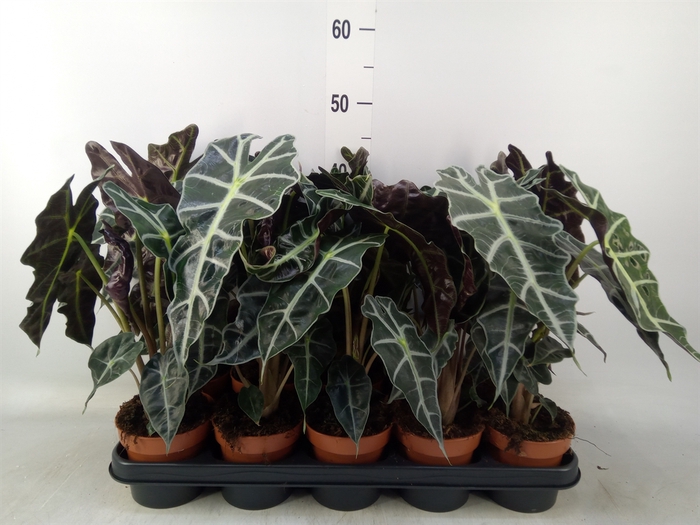 <h4>Alocasia amazonica 'Polly'</h4>