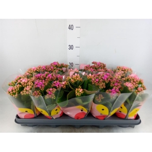 Kalanchoe blos.   ..rosebud rs fl x
