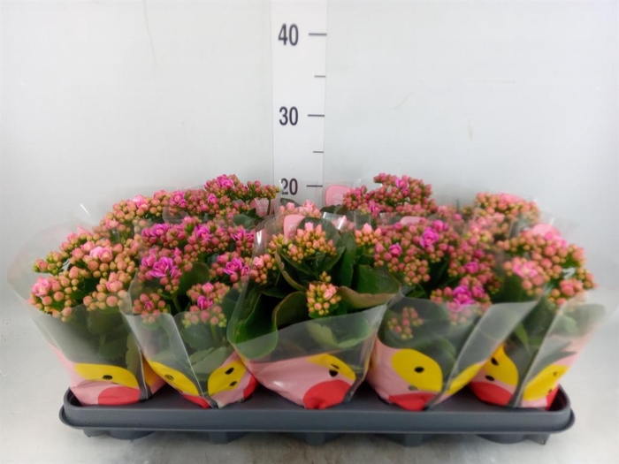 <h4>Kalanchoe blos.   ..rosebud rs fl x</h4>
