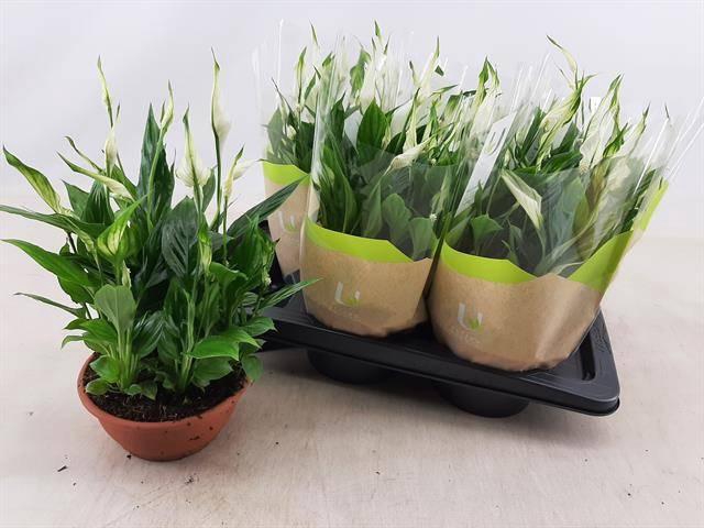 <h4>SPATH CHOPIN</h4>