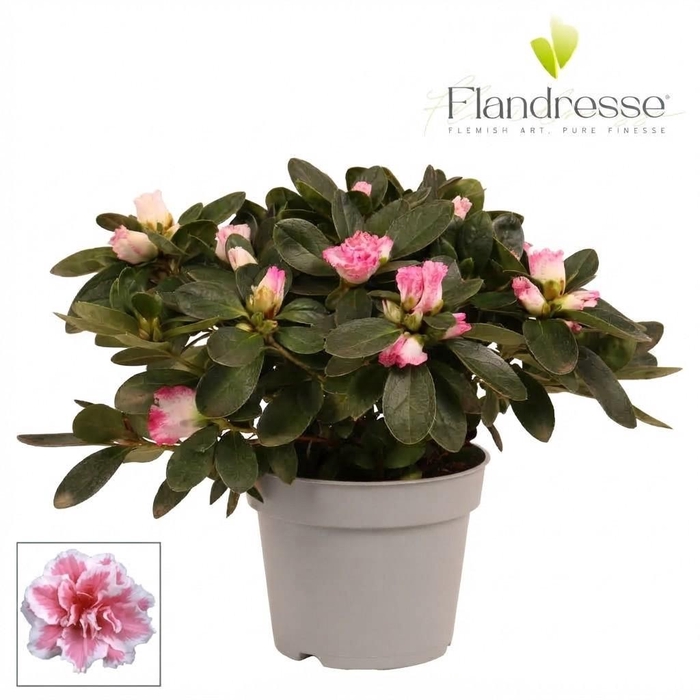 <h4>Azalea Flandresse® 'bont' 22 - 25 cm</h4>