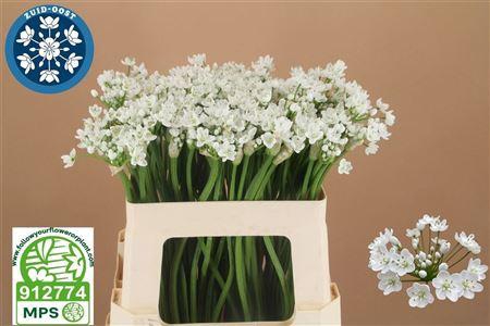 <h4>Allium Flocon</h4>