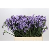Limonium Sinuatum Donau Birds
