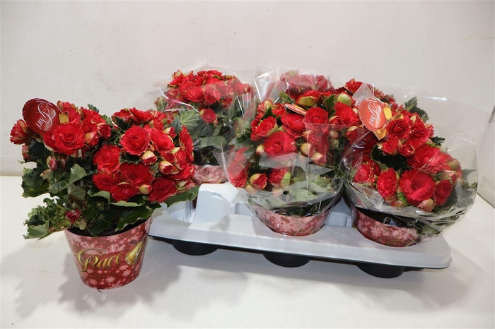 <h4>Beg Du Grace</h4>