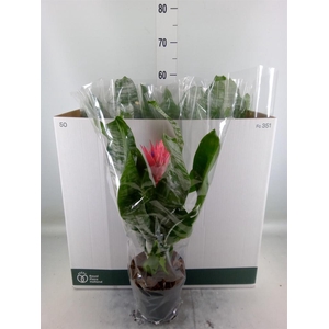 Aechmea fasciata 'Primera'