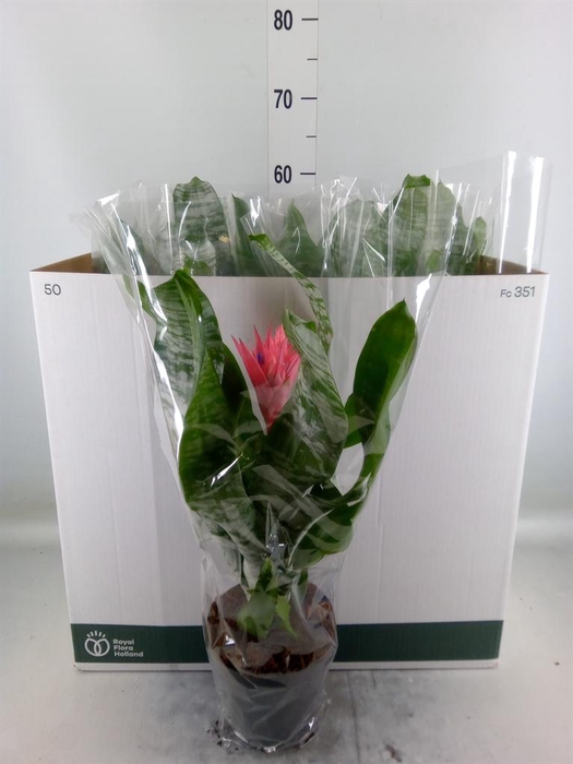 <h4>Aechmea fasciata 'Primera'</h4>