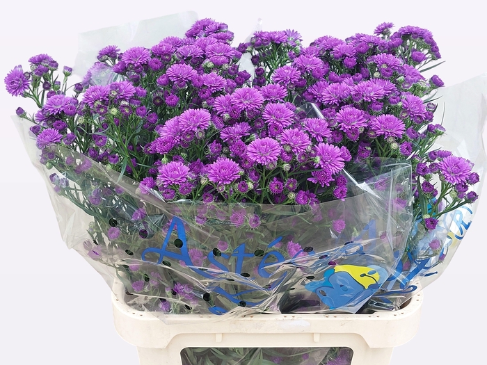 <h4>Aster Astee Dark Milka</h4>