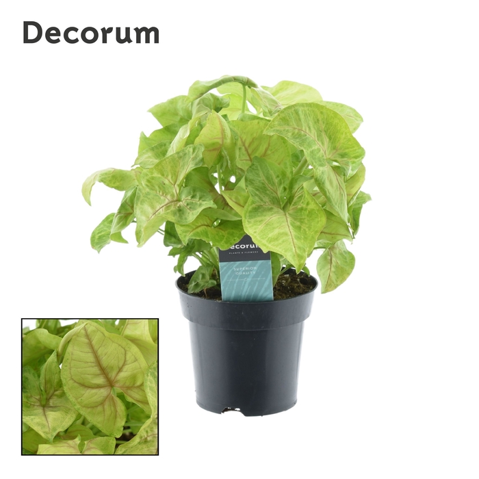 <h4>Syngonium Golden Feel Green (Decorum)</h4>